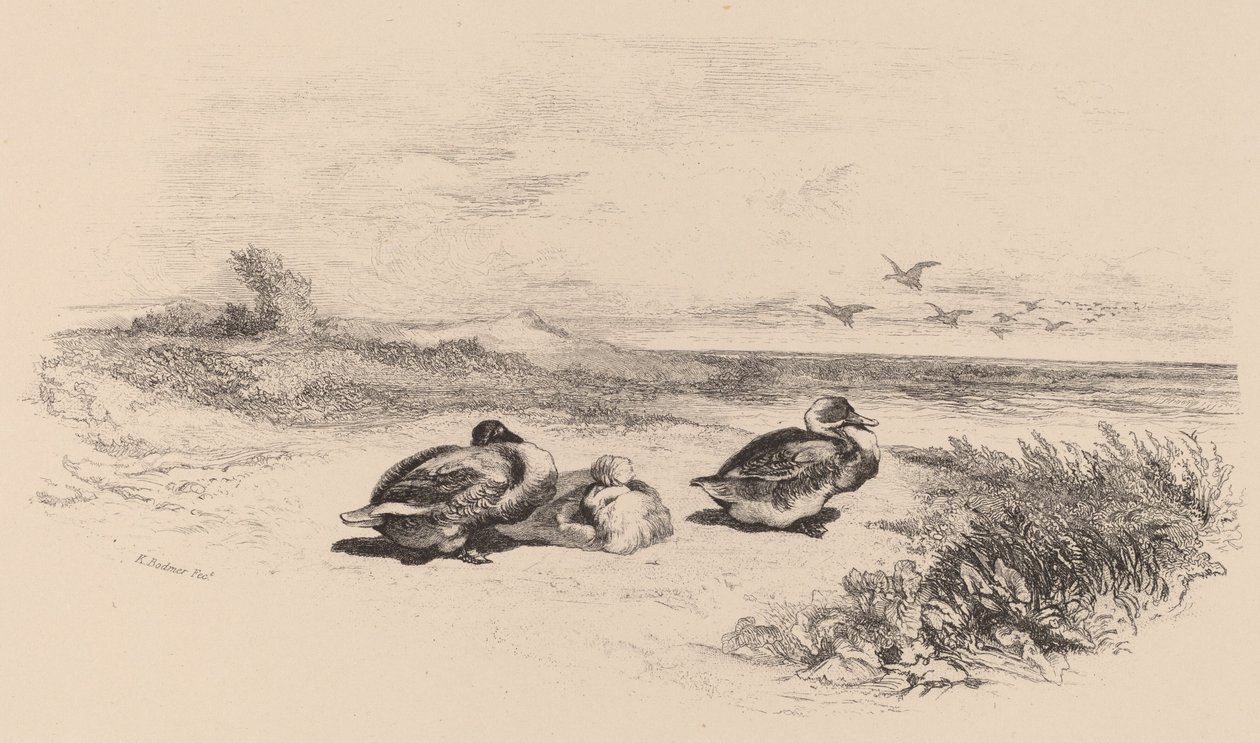 Patos Salvajes de Karl Bodmer