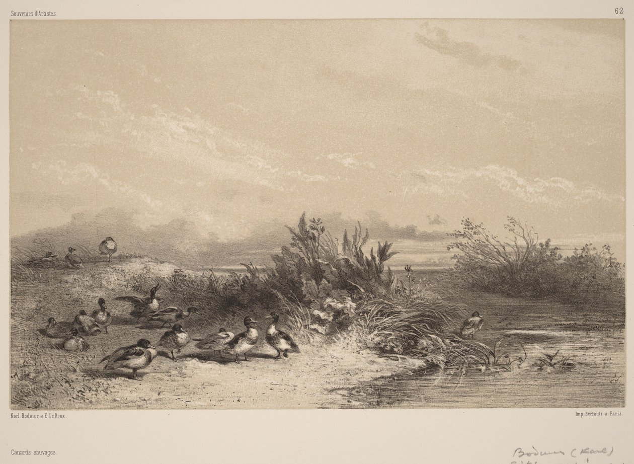 Patos silvestres de Karl Bodmer
