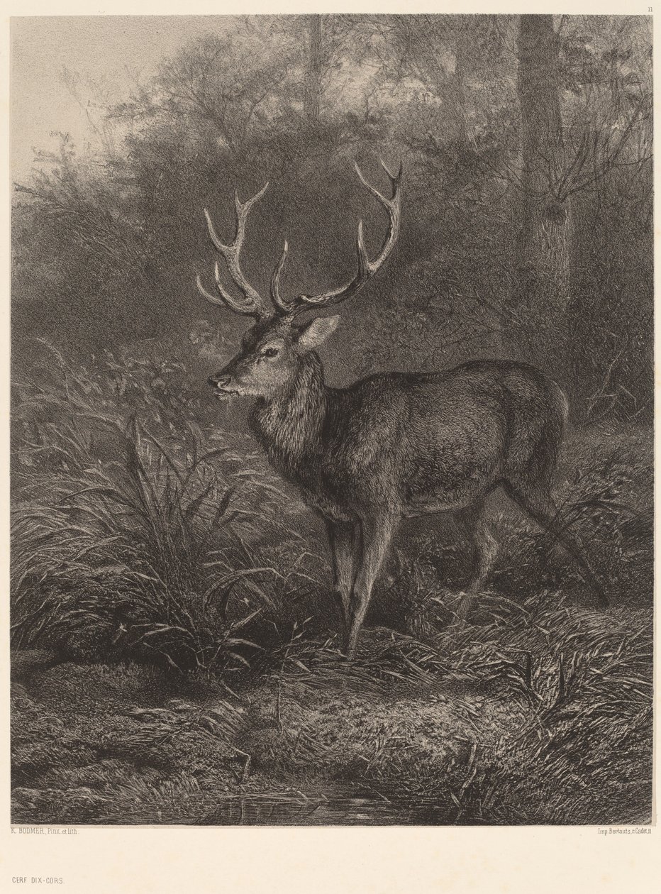 Ciervo de diez puntas de Karl Bodmer