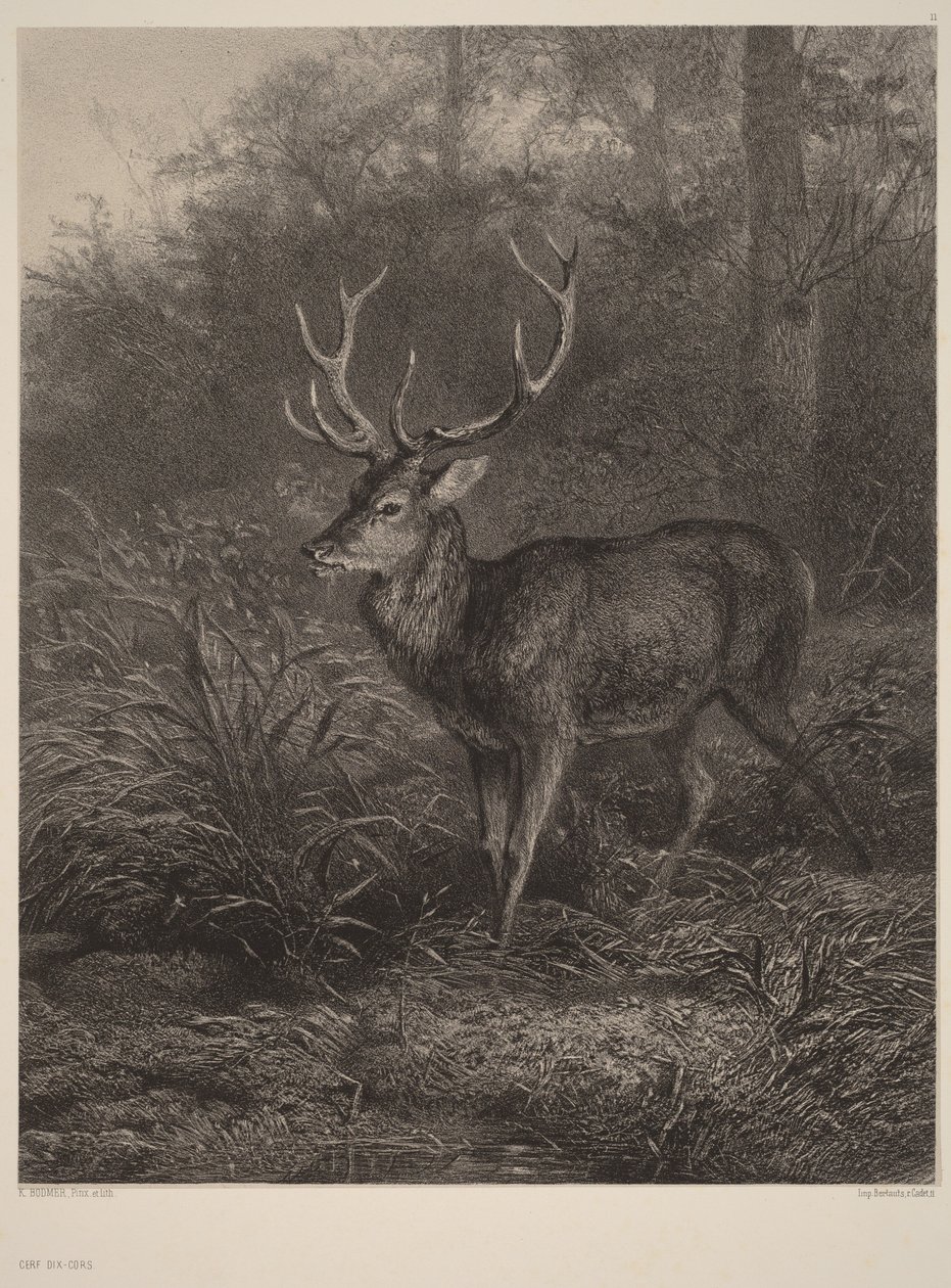 Ciervo de diez cuernos de Karl Bodmer