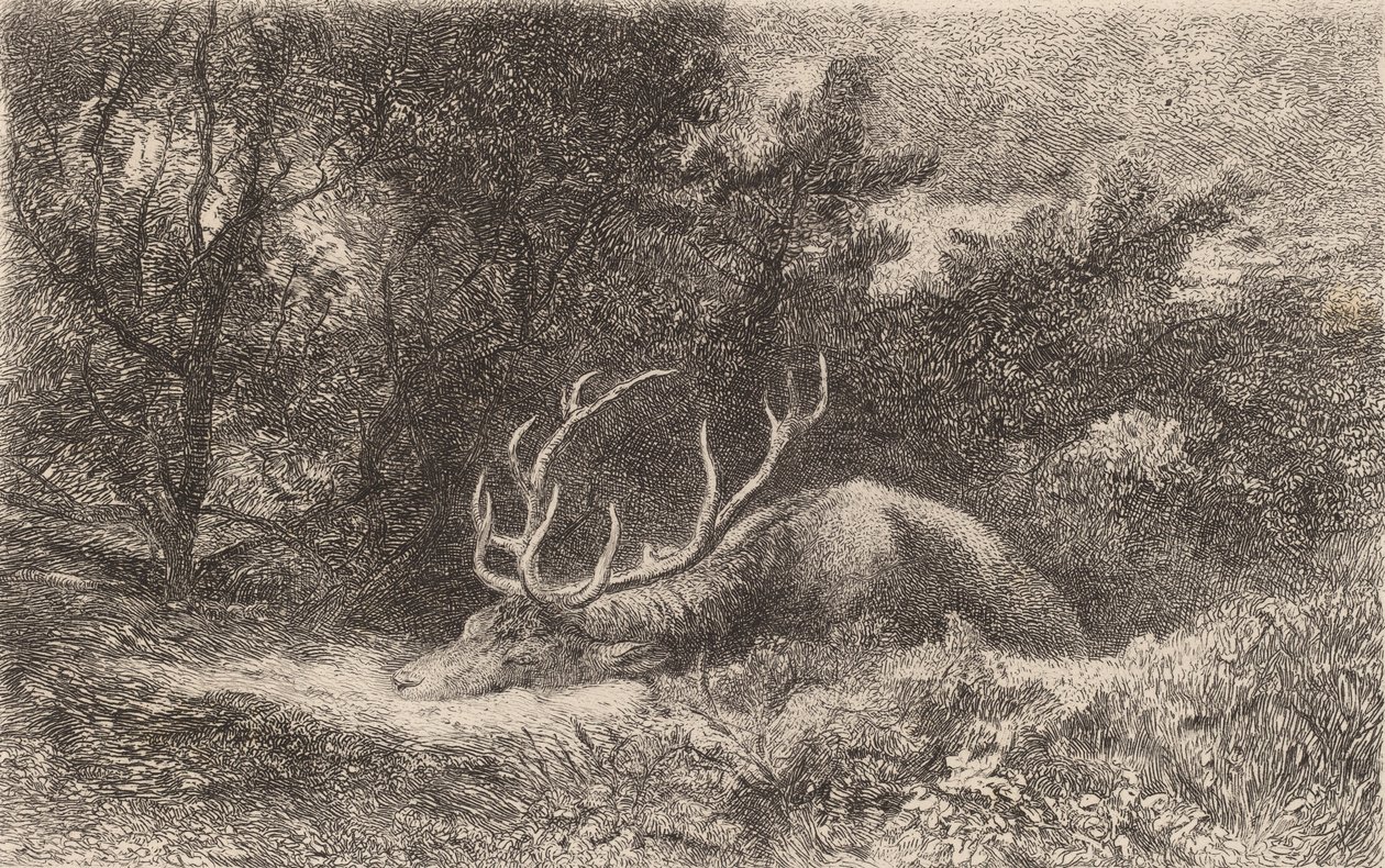 Ciervo en reposo de Karl Bodmer