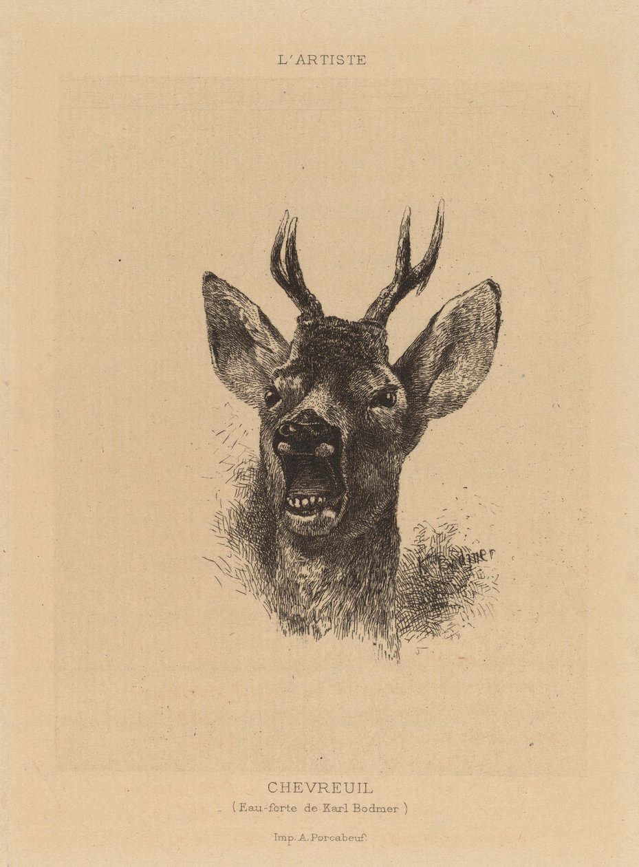 Corzo de Karl Bodmer