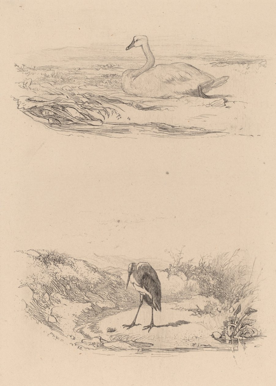 Cisne, garza de Karl Bodmer