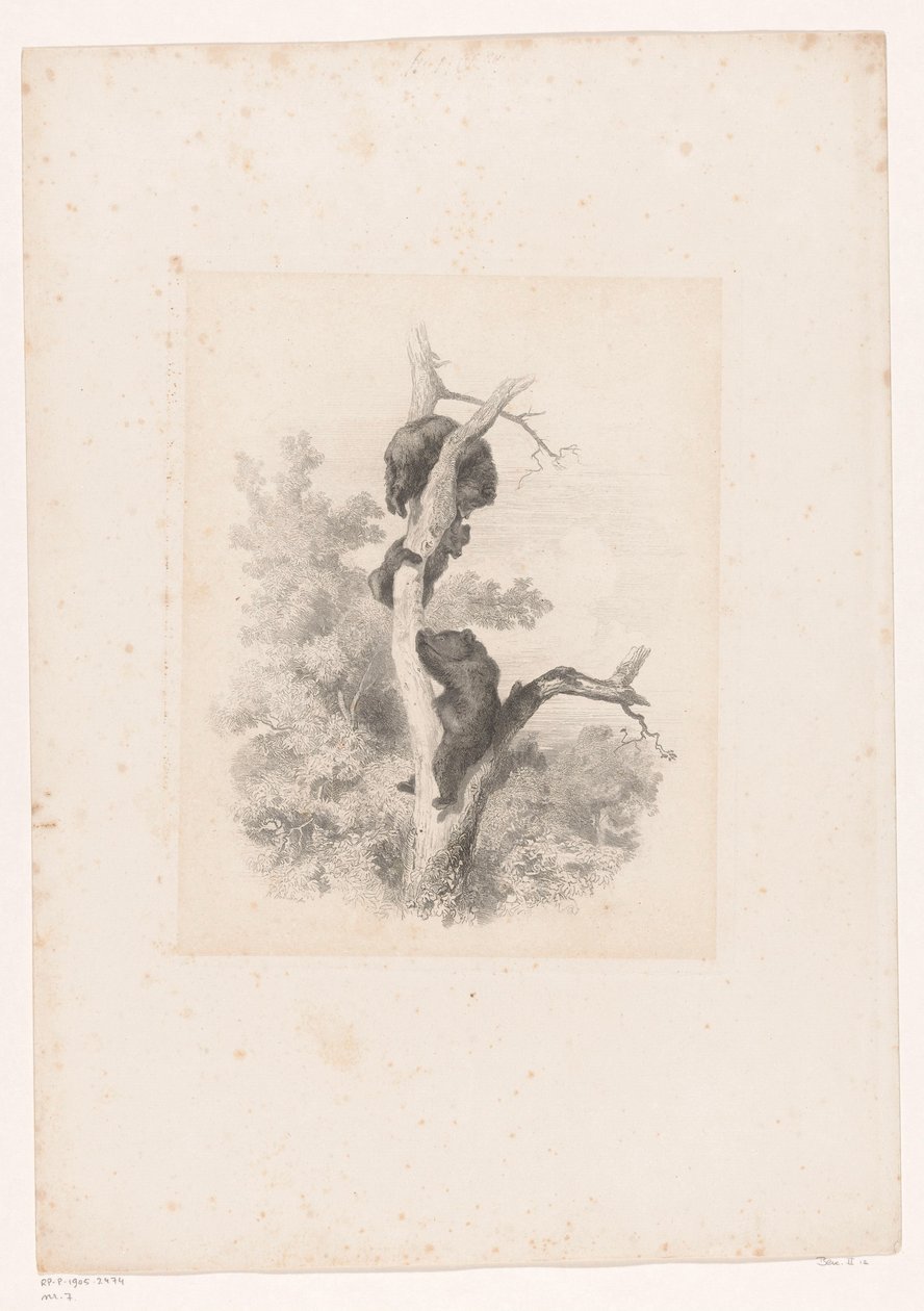 Tres osos en un árbol Paisajes con animales (título de serie) de Karl Bodmer