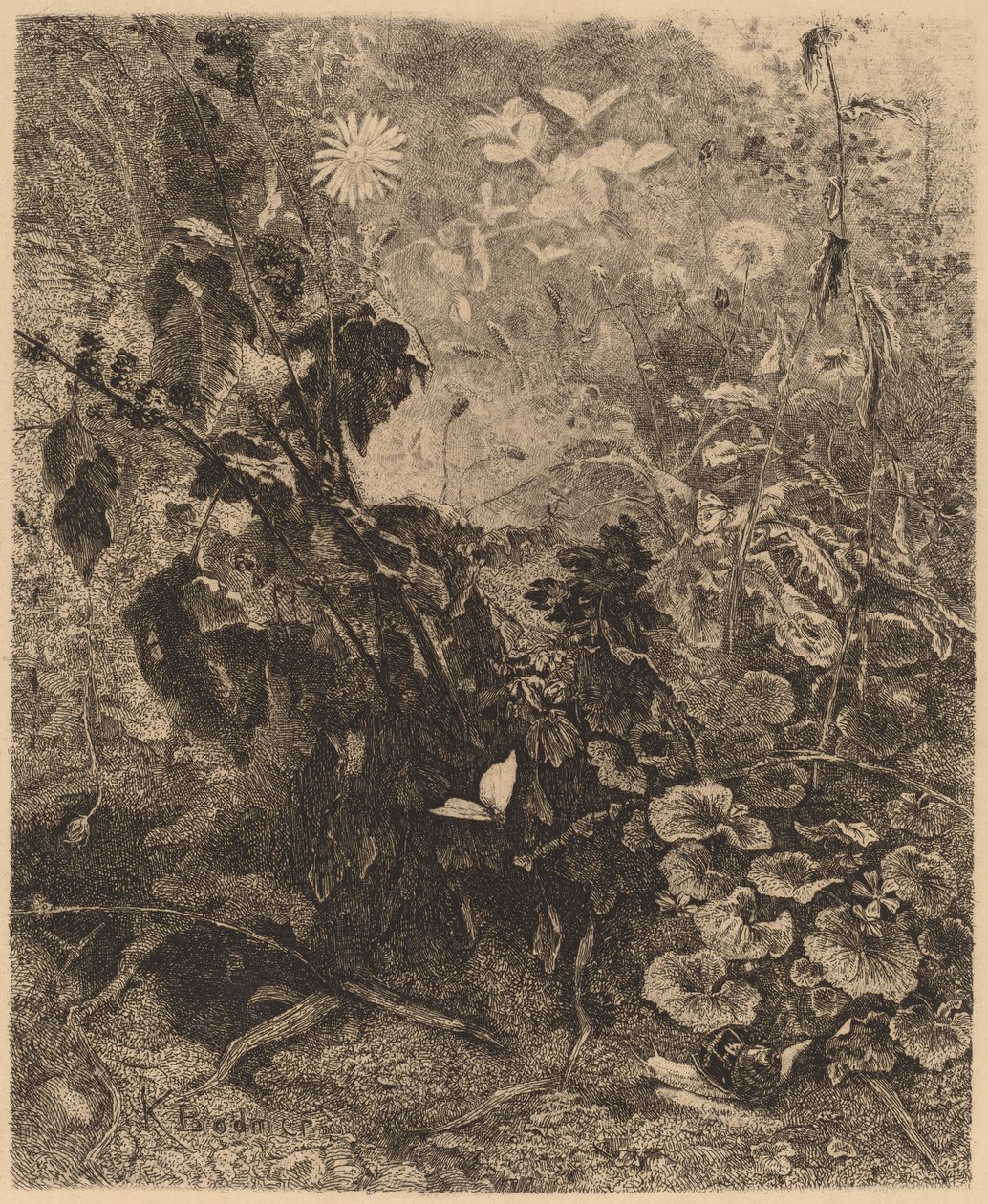 Caracoles y mariposas de Karl Bodmer
