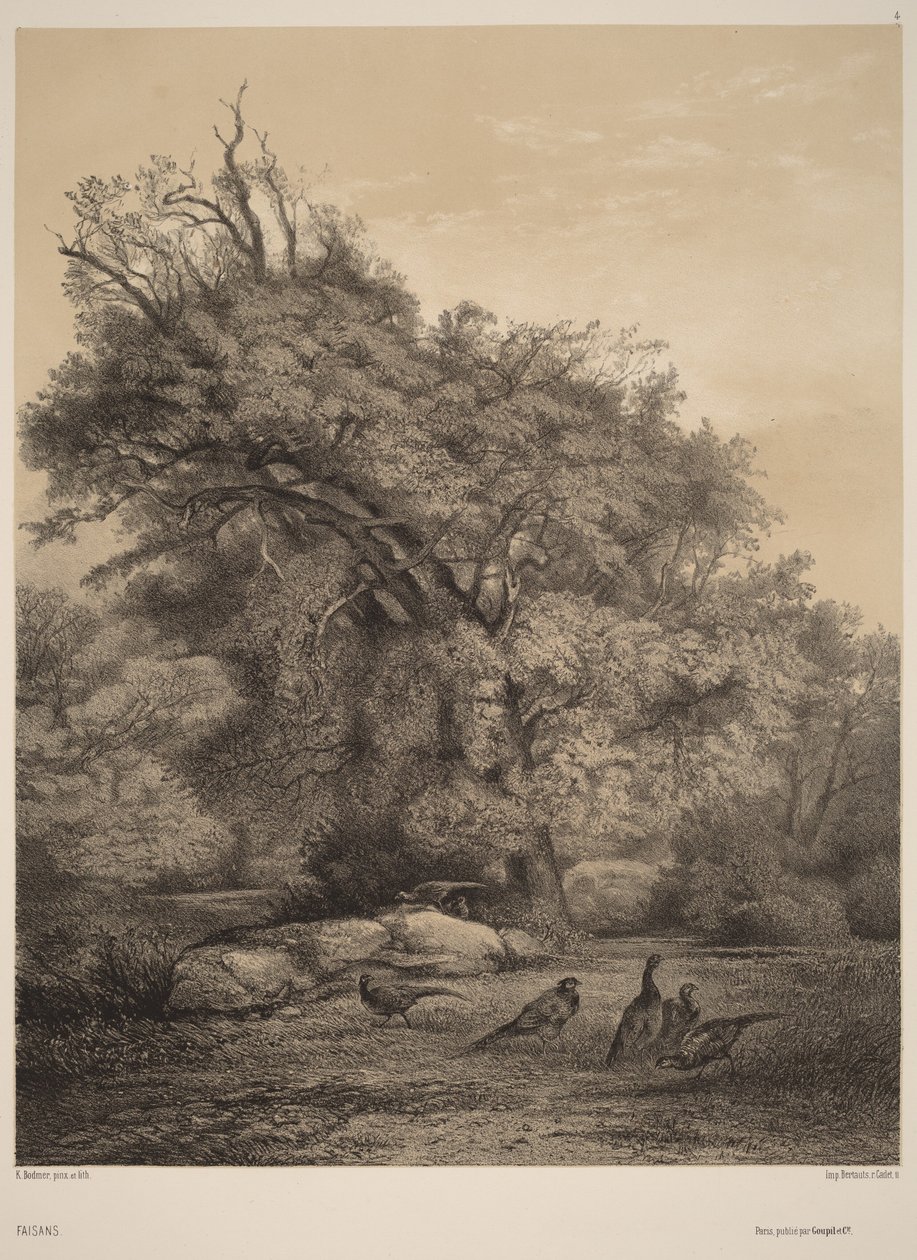 Faisanes de Karl Bodmer