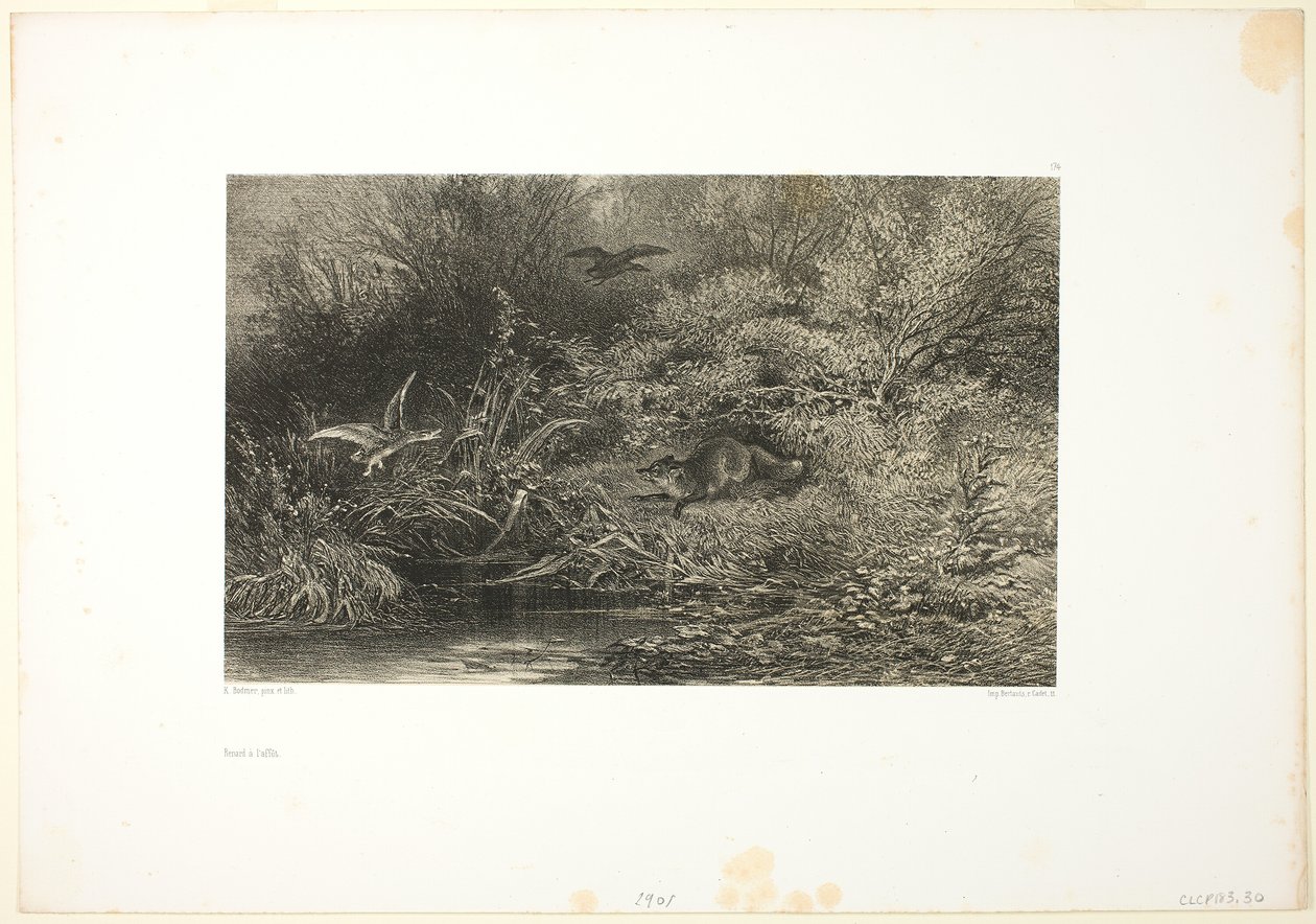 Zorro al acecho de Karl Bodmer