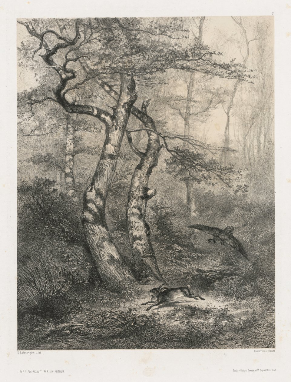 Liebre perseguida por un azor de Karl Bodmer