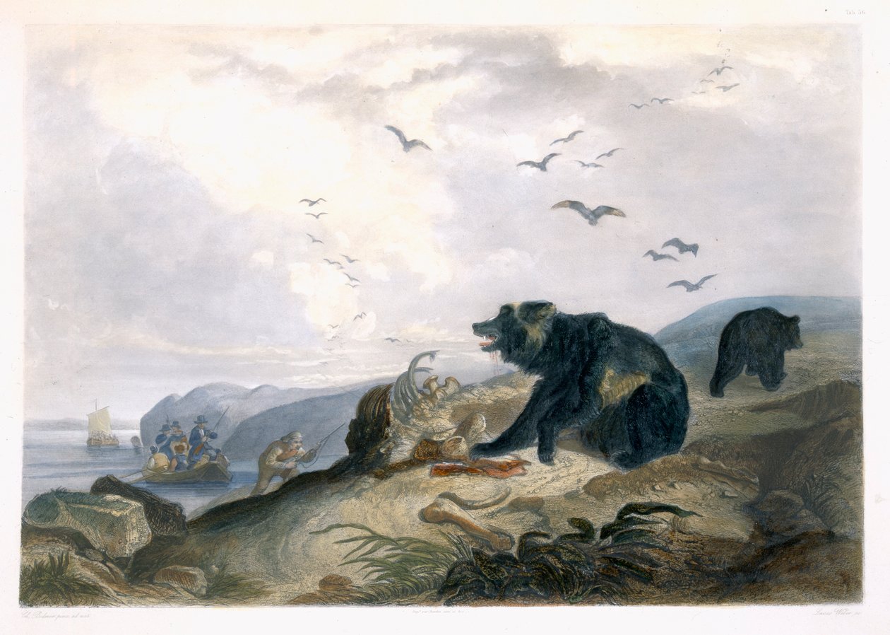Caza del oso grizzly, lámina 36 del Volumen 2 de 