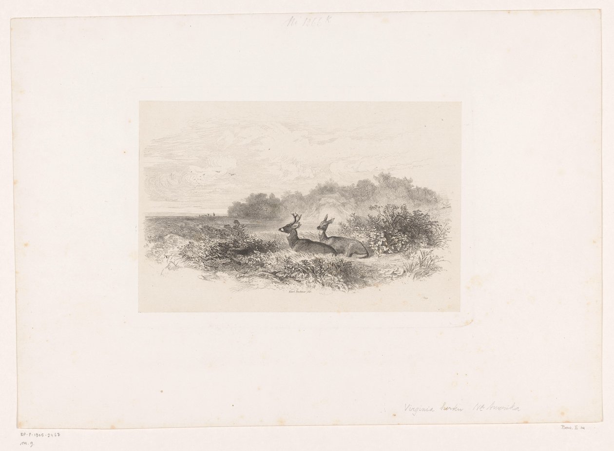 Paisaje con dos ciervos de cola blanca Paisajes con animales (título de serie) de Karl Bodmer