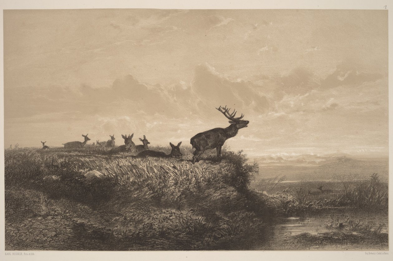 La mañana. Ciervo y ciervas de Karl Bodmer