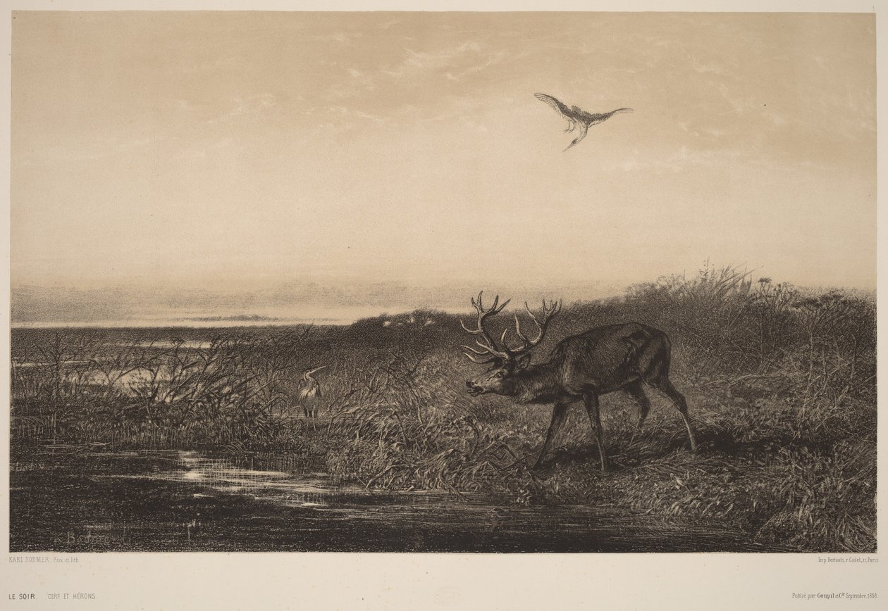 Le Soir.  Ciervos y garzas de Karl Bodmer