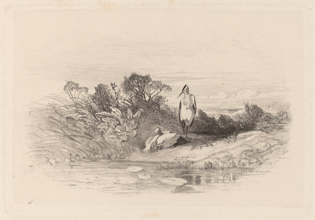 Los dos garzas de Karl Bodmer