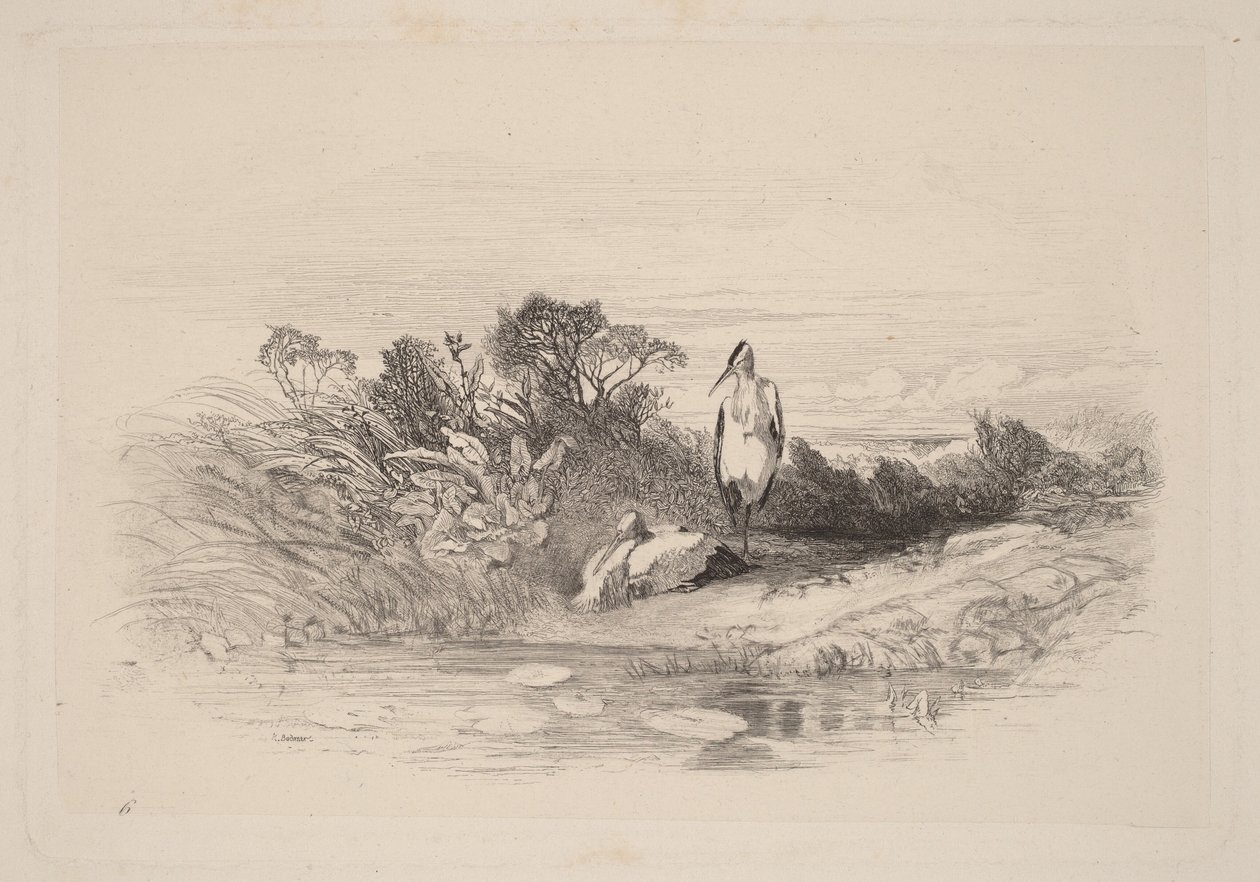 Las dos garzas de Karl Bodmer