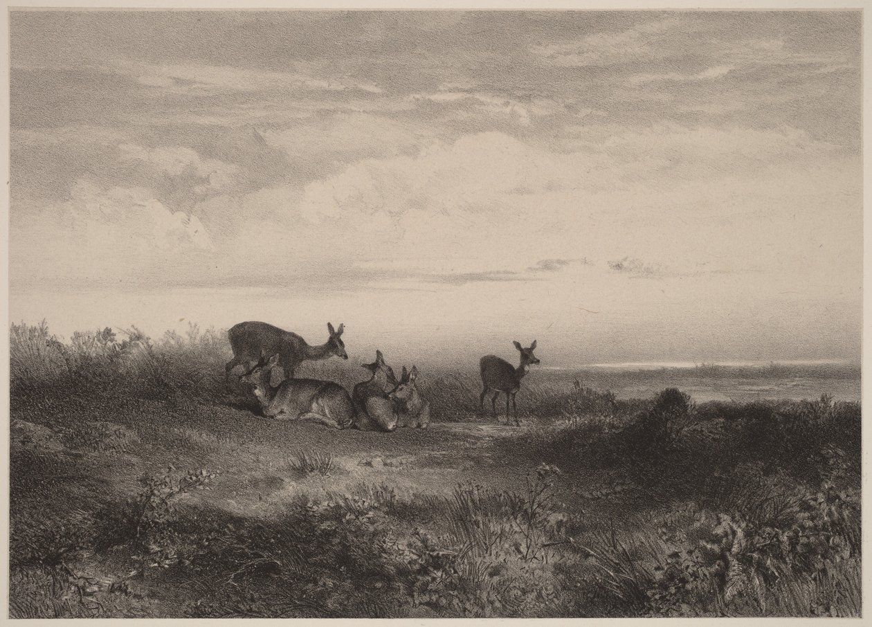 Las ciervas de Karl Bodmer