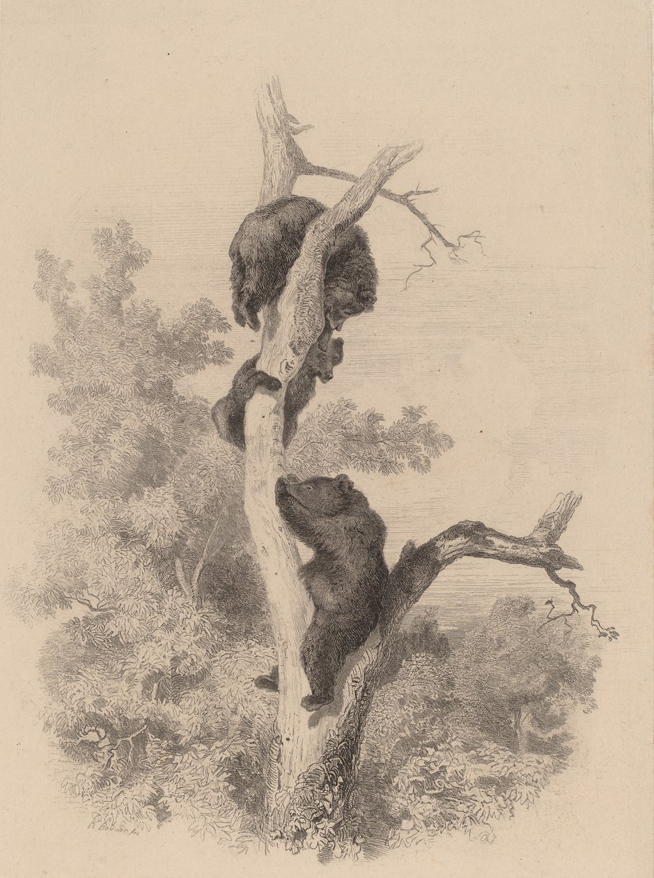 Los osos de Karl Bodmer