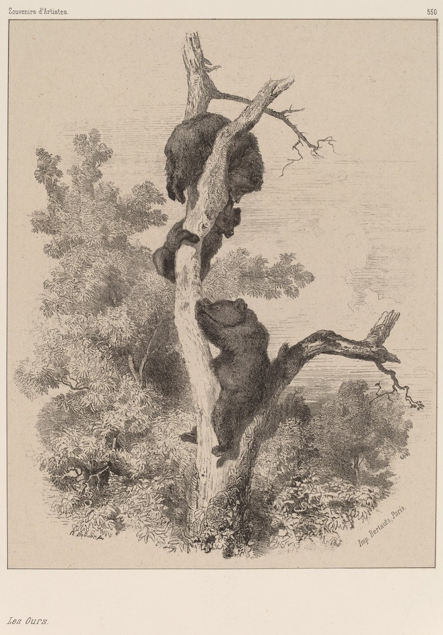 Los osos de Karl Bodmer