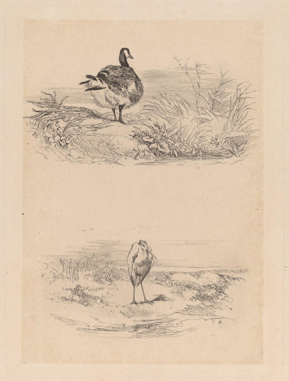 Ganso, garza de Karl Bodmer