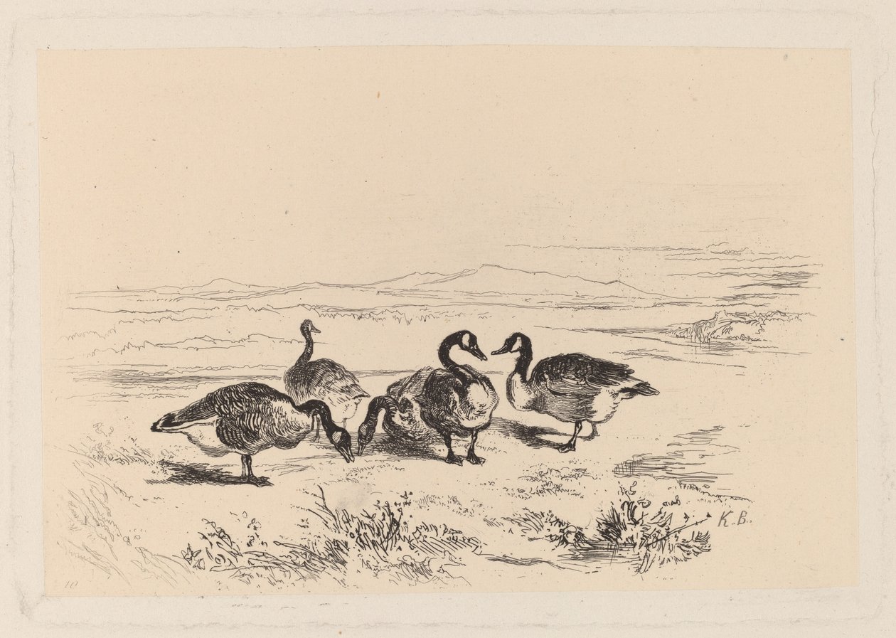 Gansos barnaclas de Karl Bodmer