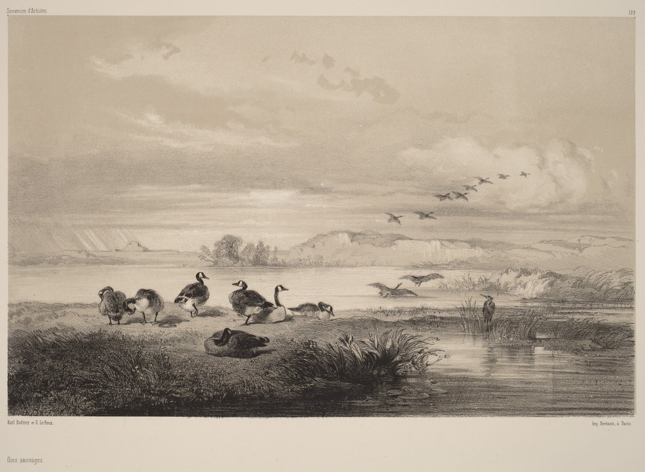 Gansos salvajes de Karl Bodmer