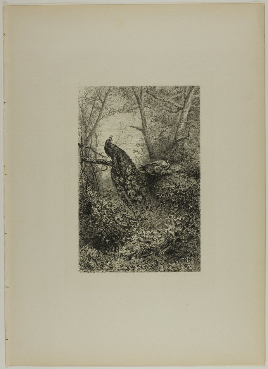Pavos Reales en una Rama de Karl Bodmer