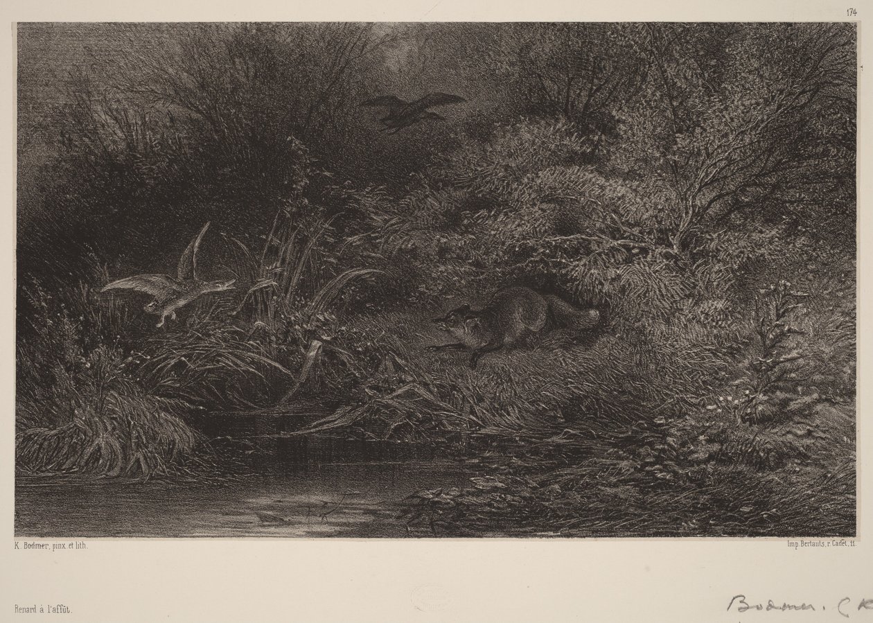 Zorro al acecho de Karl Bodmer