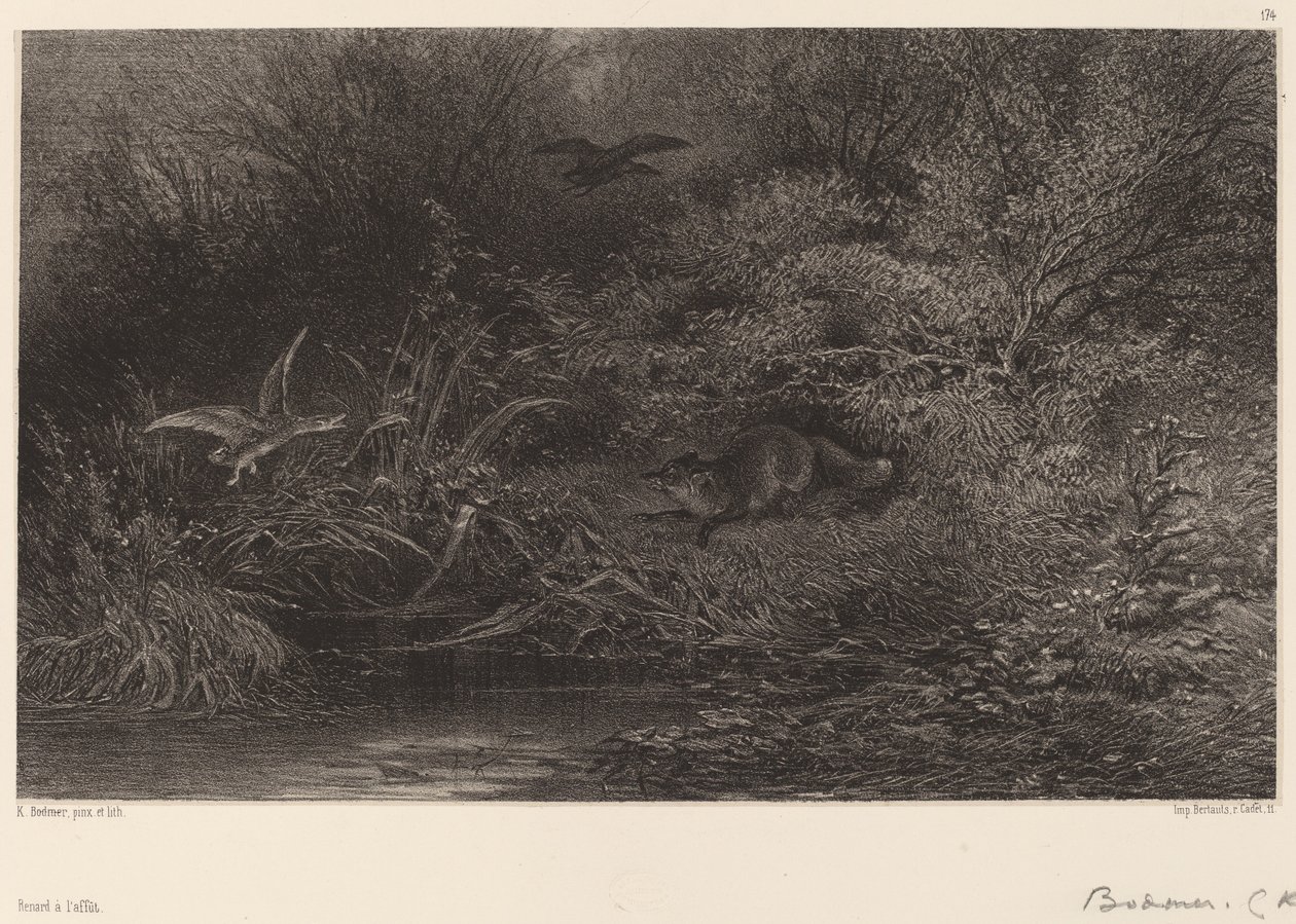 Zorro al Acecho de Karl Bodmer