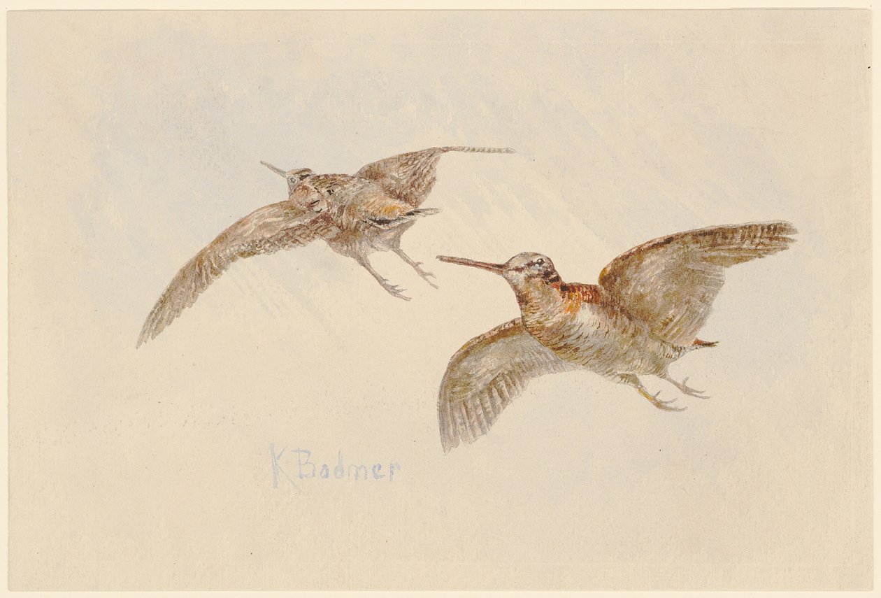 Becadas en vuelo de Karl Bodmer