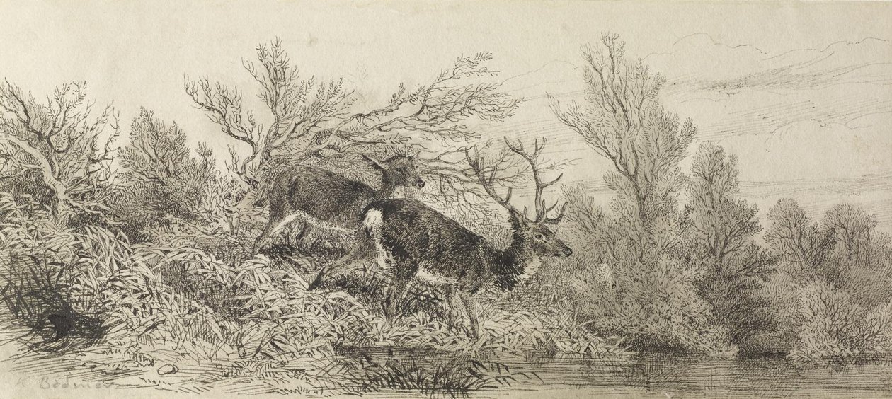 Ciervo en el bosque de Karl Bodmer