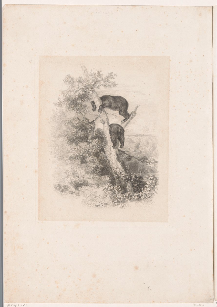 Dos osos en un árbol Paisajes con animales (título de serie) de Karl Bodmer