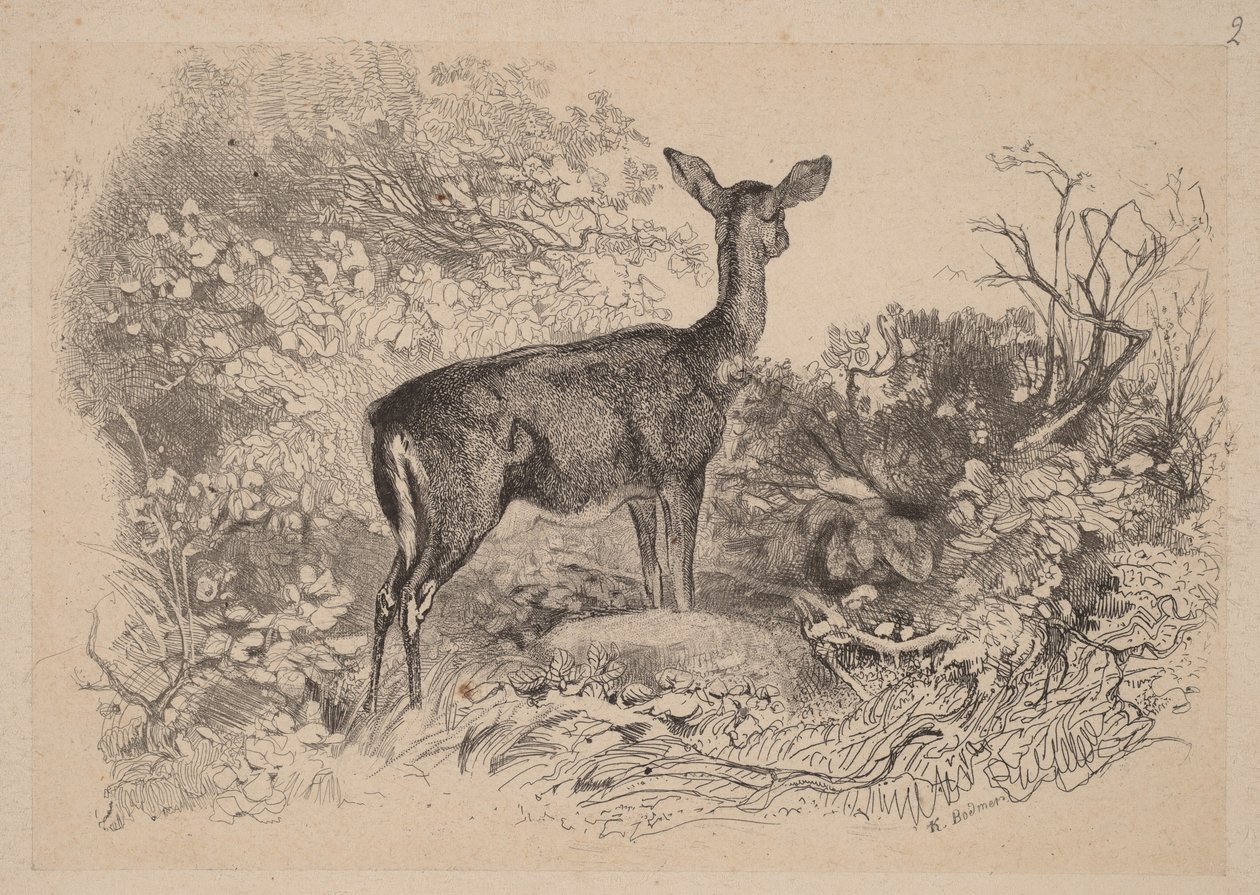 Una cierva de Karl Bodmer