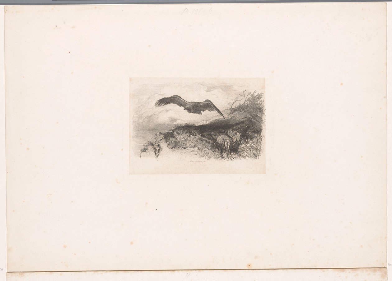Águila volando Paisajes con animales (título de serie) de Karl Bodmer