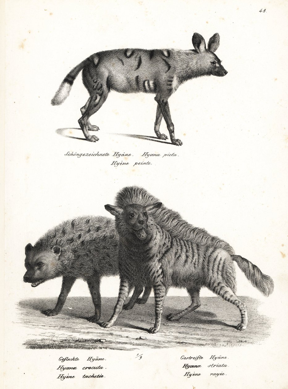 Perro salvaje africano, Lycaon pictus, en peligro de extinción, hiena manchada, Crocuta crocuta, y hiena rayada, Hyaena hyaena. Litografía de Karl Joseph Brodtmann de la Historia natural ilustrada de hombres y animales de Heinrich Rudolf Schinz. de Karl Joseph Brodtmann