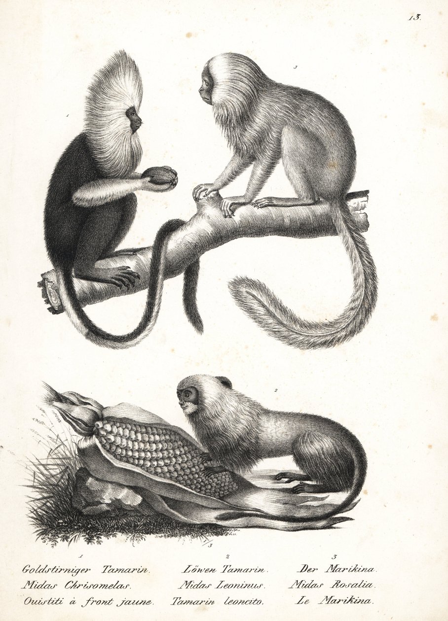 Tití cabeciblanco, Callithrix flaviceps (en peligro de extinción) 1, y tití león dorado, Leontopithecus rosalia (en peligro de extinción) 2,3. Litografía de Karl Joseph Brodtmann de la Historia natural ilustrada de hombres y animales de Heinrich Rudolf Sch de Karl Joseph Brodtmann