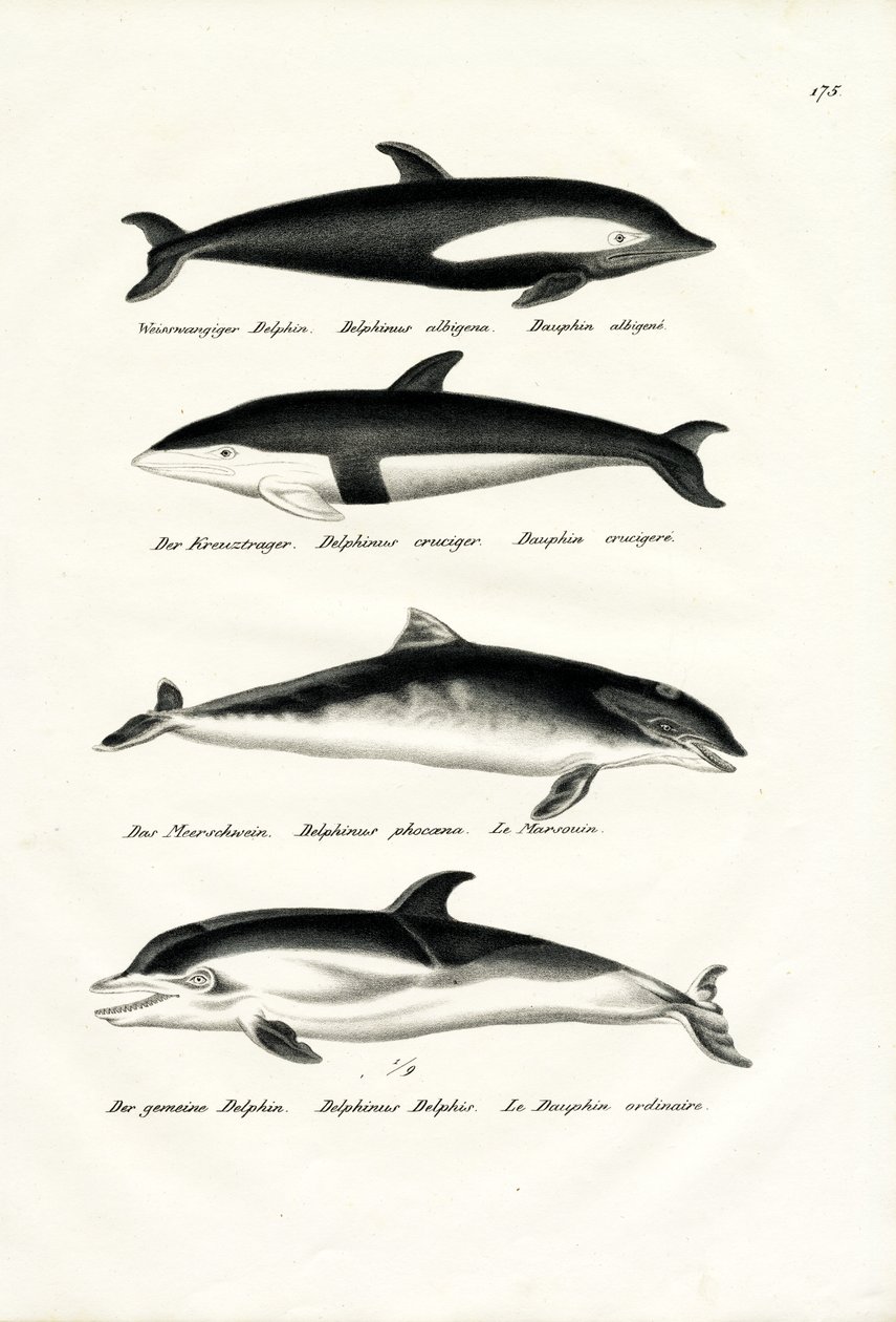 Diferentes tipos de delfines, 1824 de Karl Joseph Brodtmann