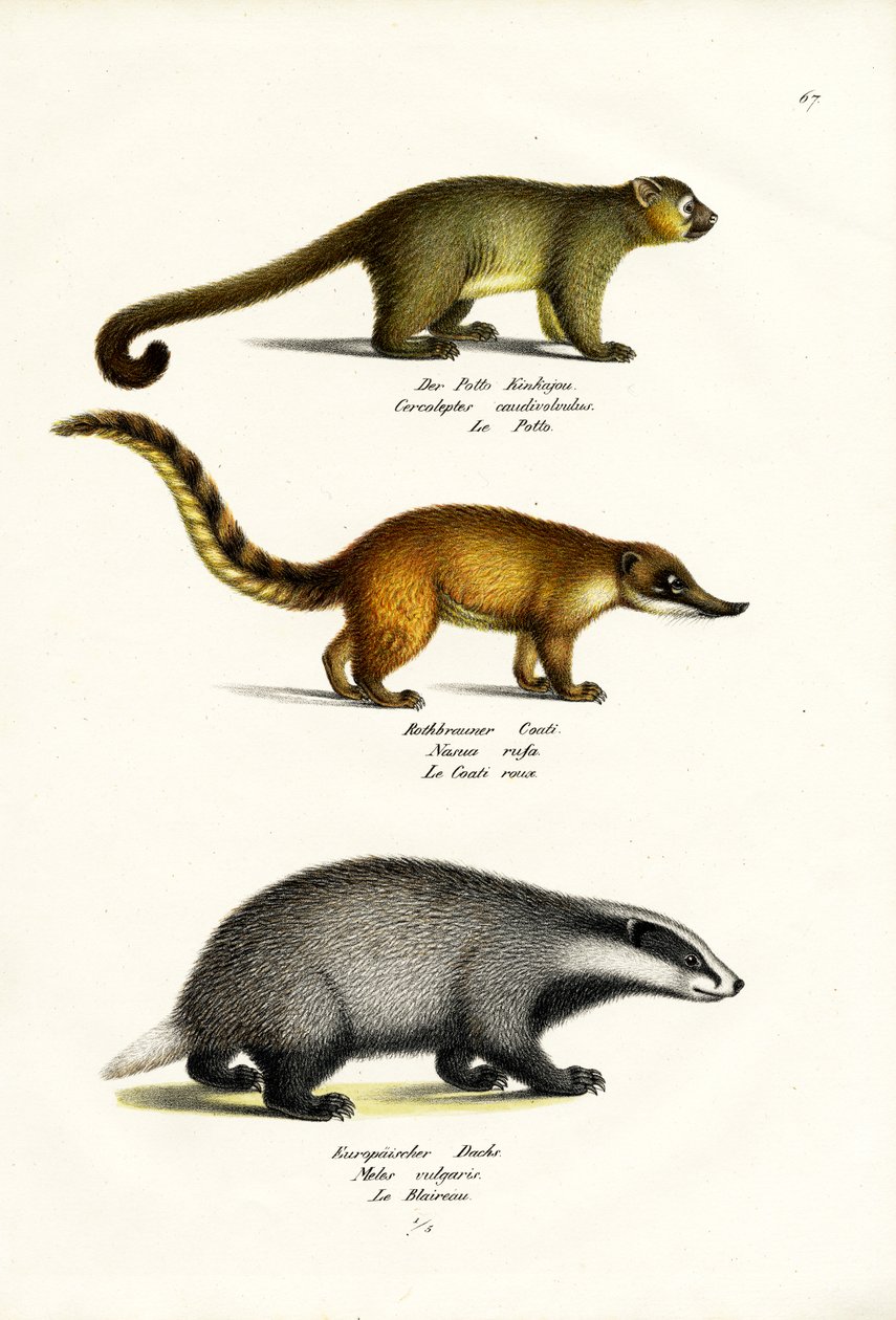 Oso de miel, 1824 de Karl Joseph Brodtmann