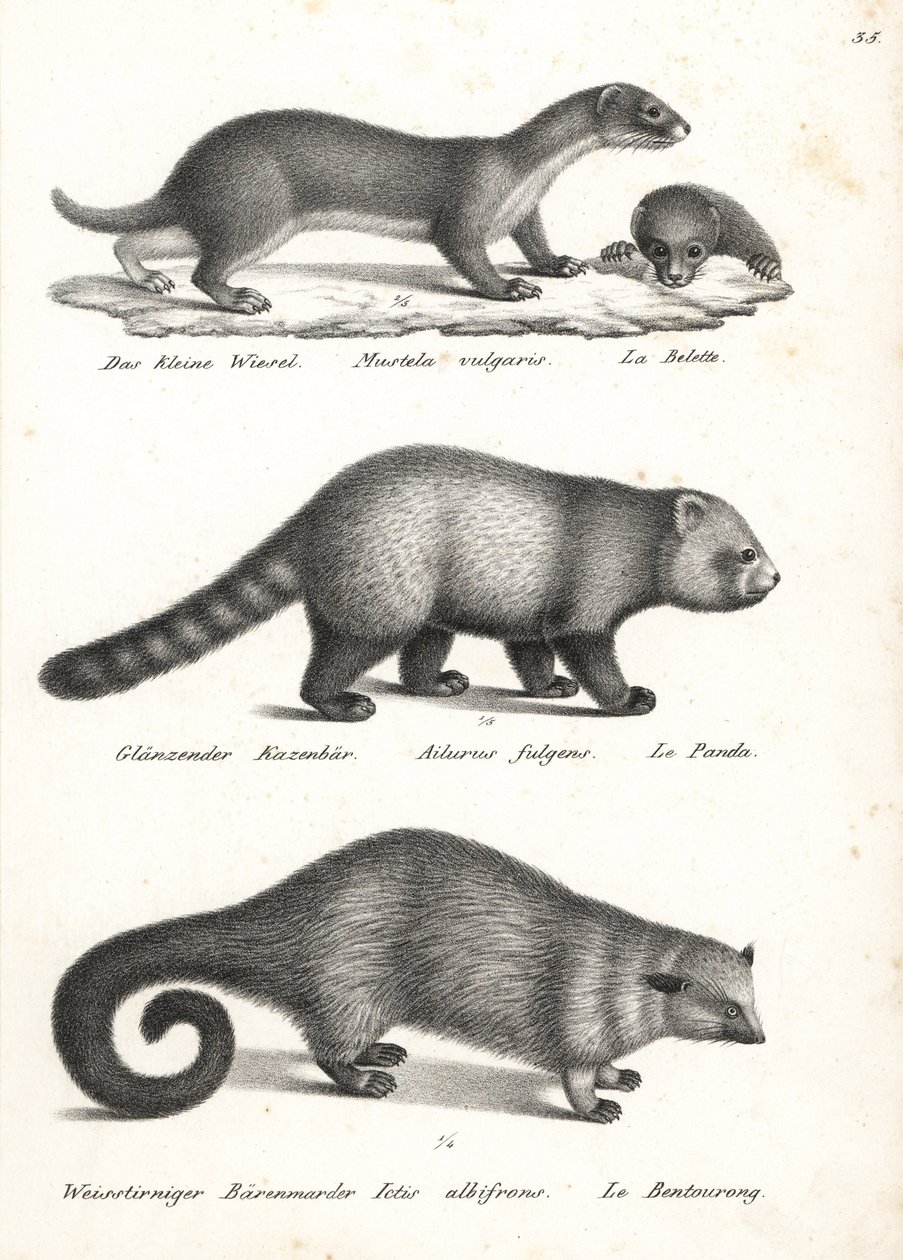 Comadreja menor, Mustela nivalis 1, panda rojo, Ailurus fulgens 2, vulnerable, y gato oso, Arctictis binturong 3, vulnerable. Litografía de Karl Joseph Brodtmann de la Historia natural ilustrada de hombres y animales de Heinrich Rudolf Schinz. de Karl Joseph Brodtmann