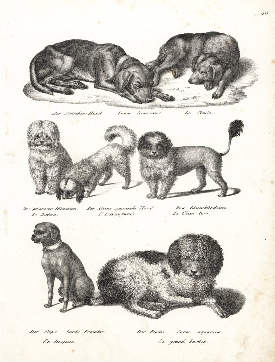 Perro Lurcher o matin, Canis laniarius, Bichón, perro español, Chow Chow, perro Pug, Canis fricator, y Caniche o perro de caza de agua, Canis aquaticus. Litografía de Karl Joseph Brodtmann de la Historia natural ilustrada de los hombres y los animales de H de Karl Joseph Brodtmann
