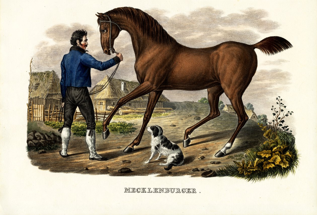 Caballo Mecklenburger, 1824 de Karl Joseph Brodtmann