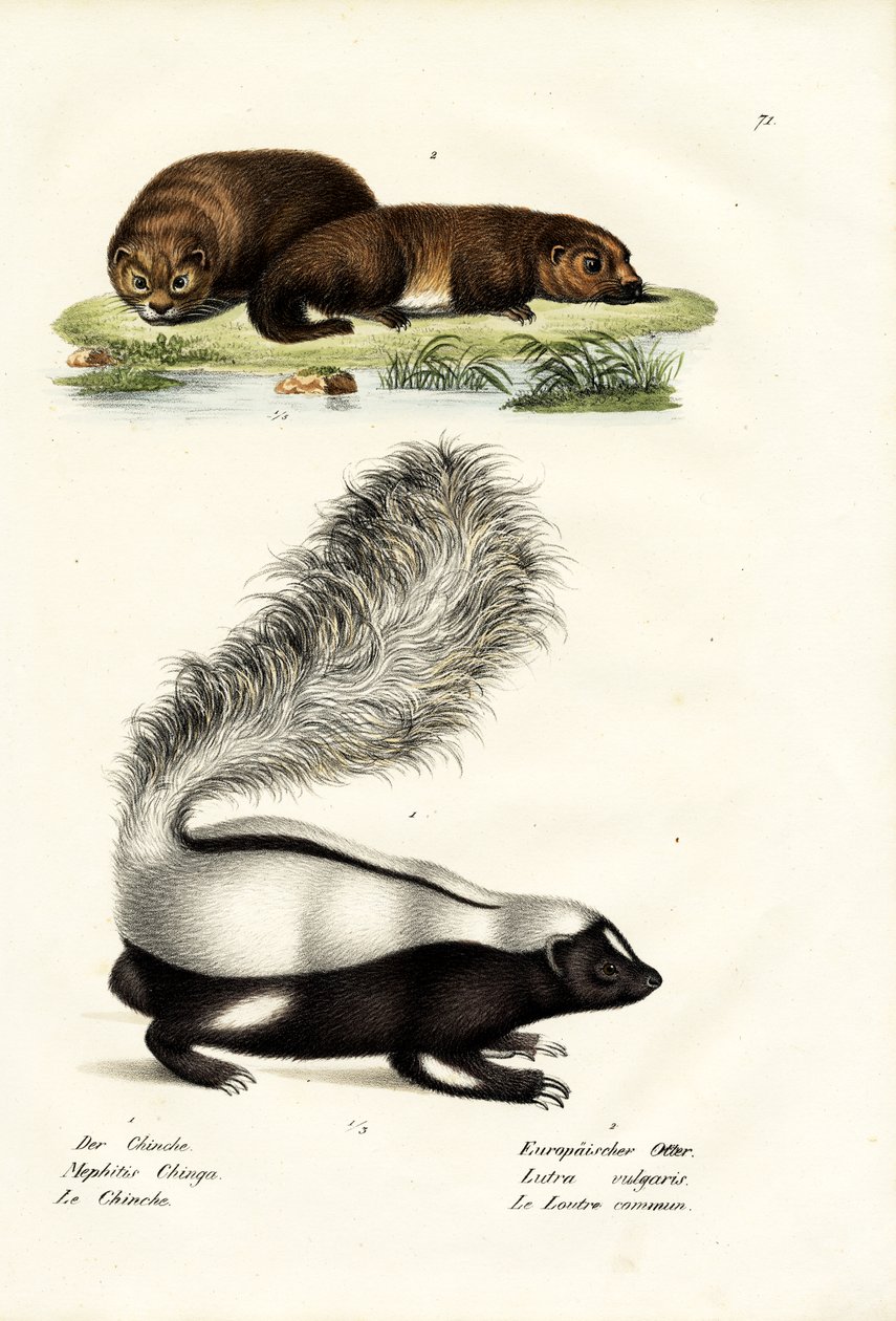 Zorrillo hocicudo de Molina, 1824 de Karl Joseph Brodtmann