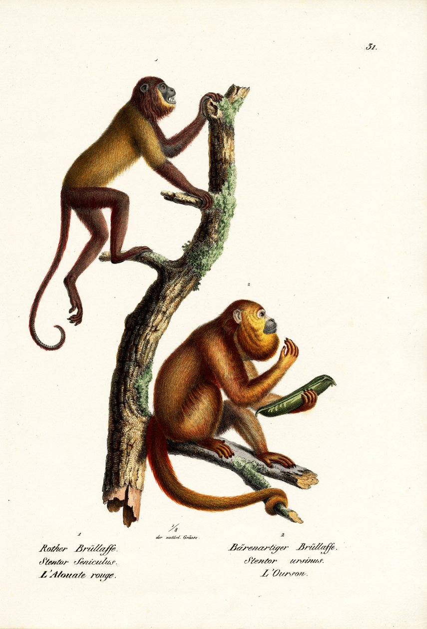 Monos aulladores rojos, 1824 de Karl Joseph Brodtmann