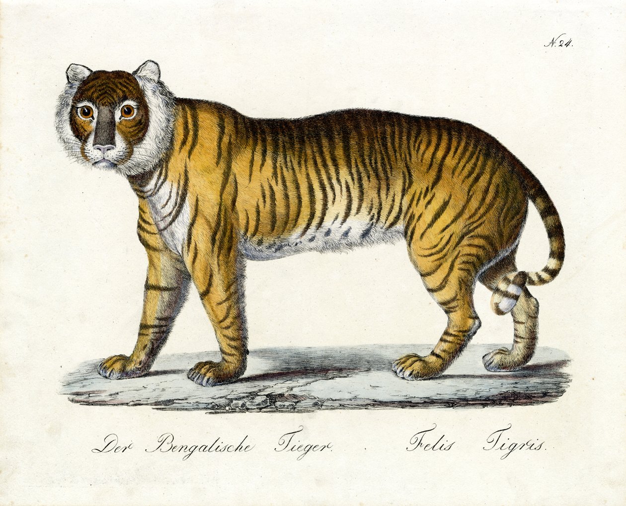 El tigre de Bengala (imprimir) de Karl Joseph Brodtmann