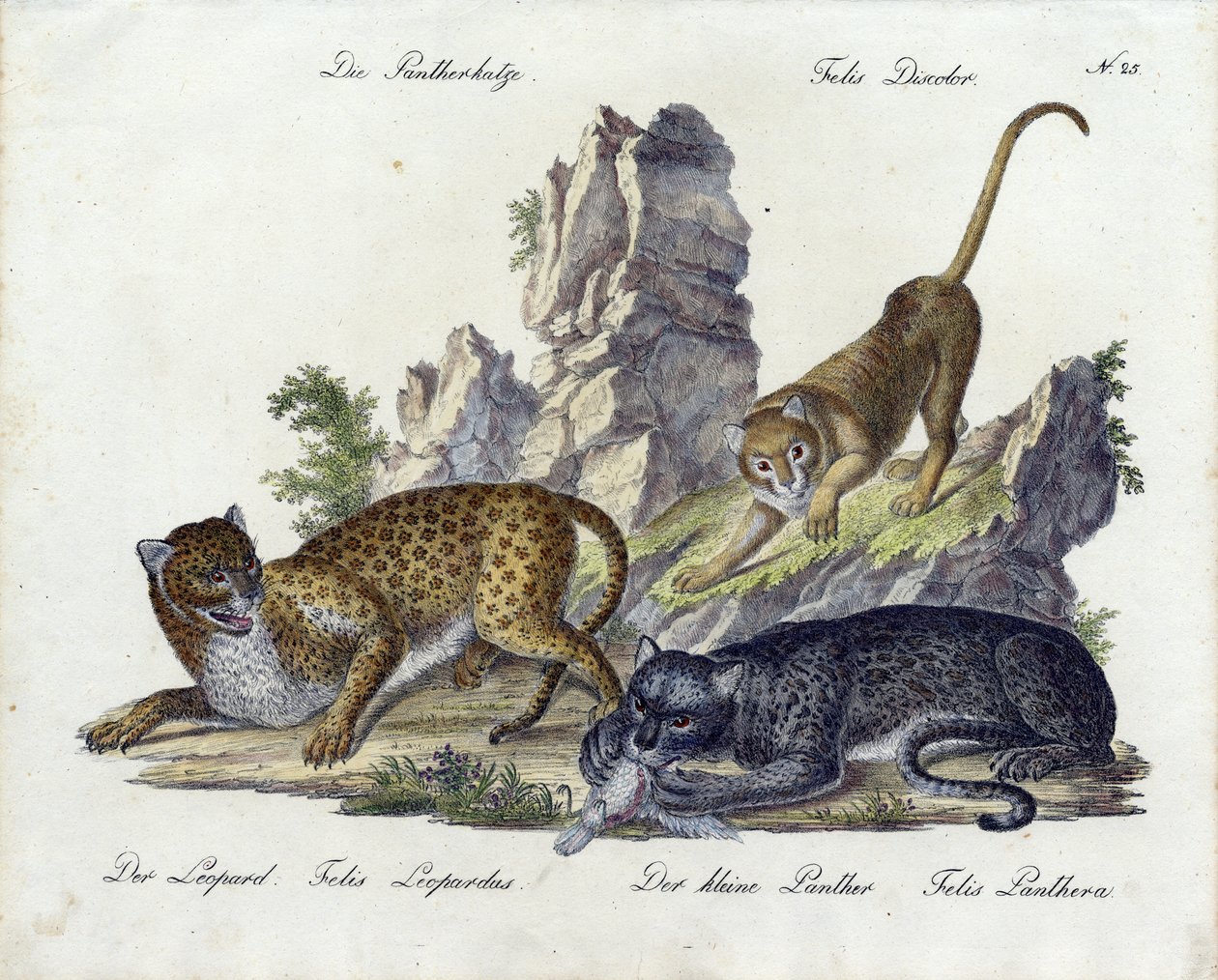 El Gato Pantera con Leopardo y Pantera pequeña (estampado) de Karl Joseph Brodtmann