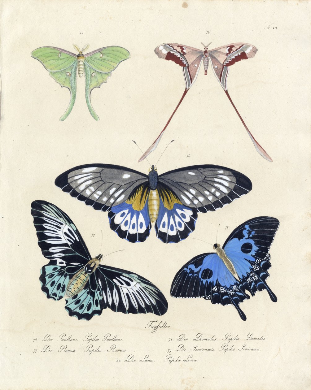 Mariposas tropicales (imprimir) de Karl Joseph Brodtmann