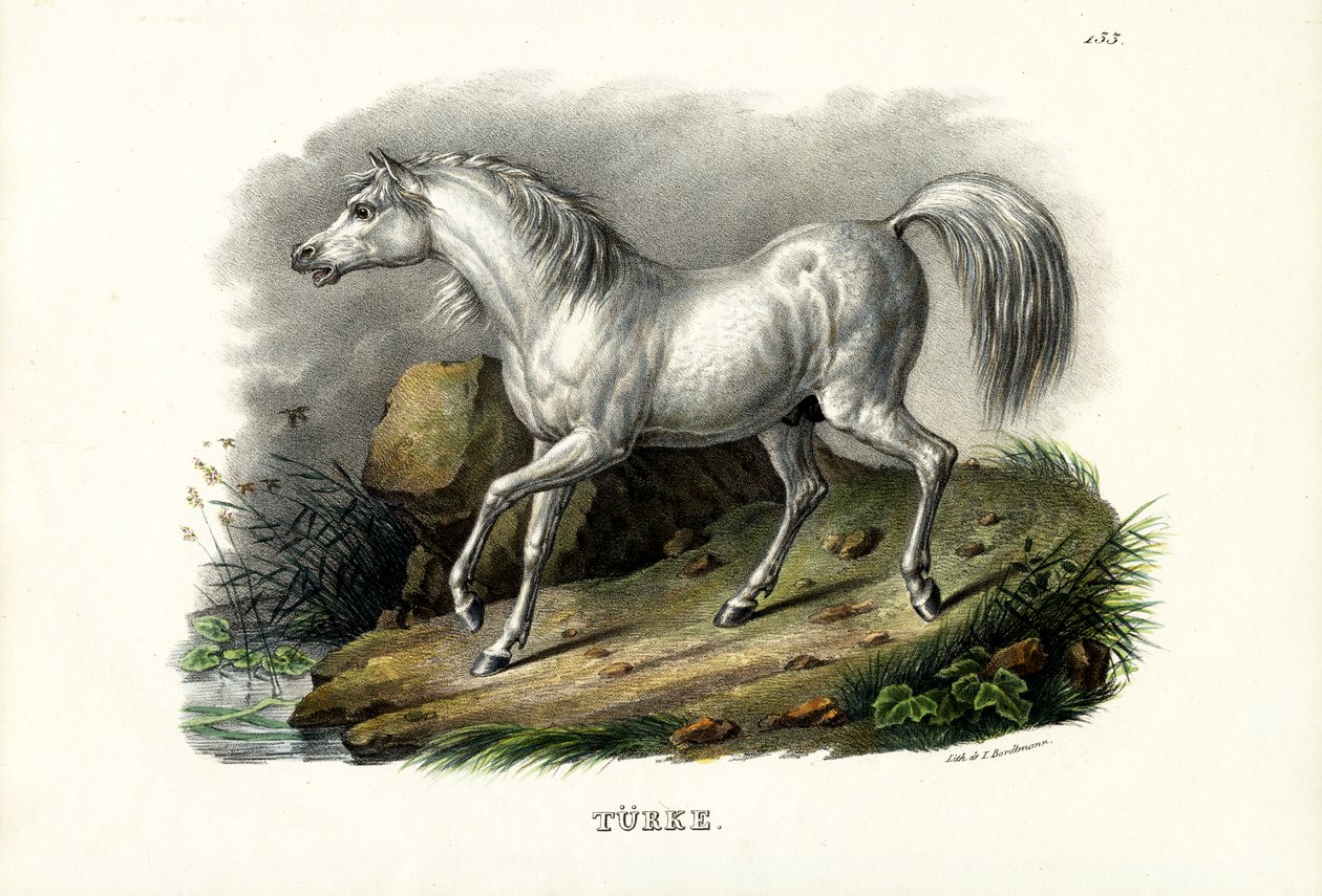 Caballo turco, 1824 de Karl Joseph Brodtmann