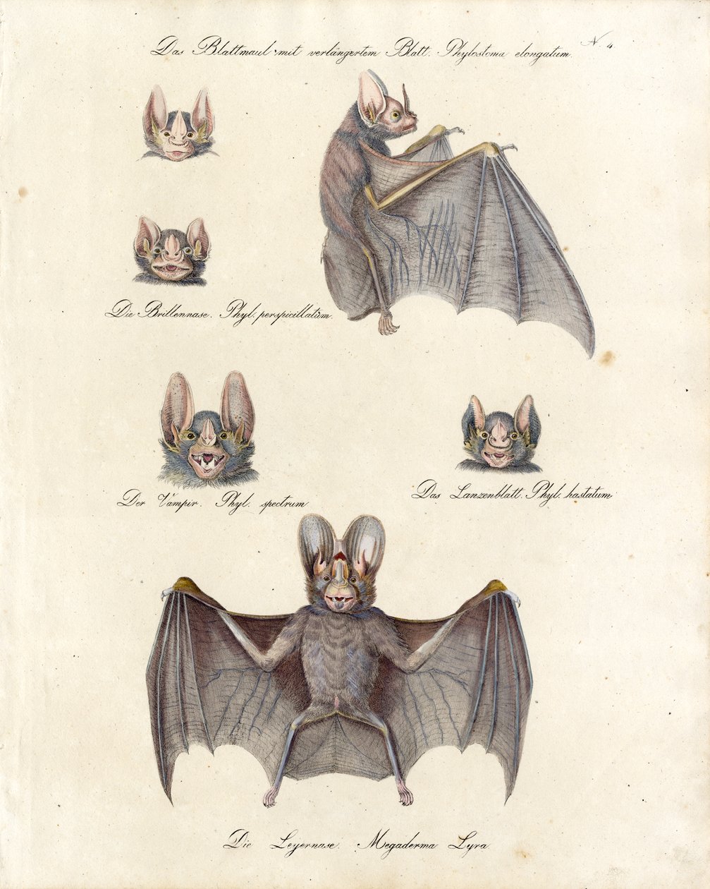 Varias especies de murciélagos (impresión) de Karl Joseph Brodtmann