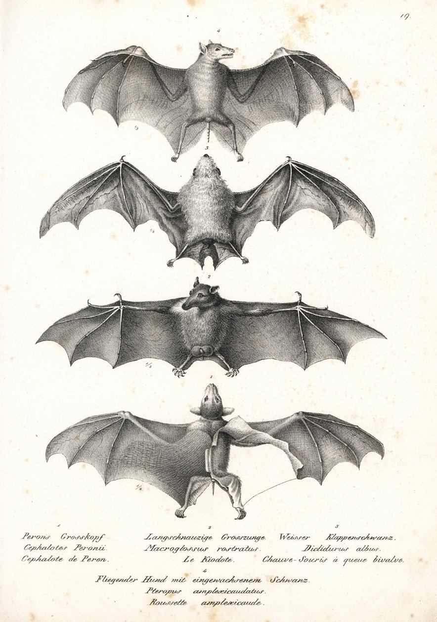 Murciélago frugívoro occidental de dorso desnudo, Dobsonia peronii 1, murciélago nectarívoro de lengua larga, Macroglossus minimus 2, murciélago fantasma del norte, Diclidurus albus 3, y rousette de Geoffroy, Rousettus amplexicaudatus 4. Litografía de Karl de Karl Joseph Brodtmann