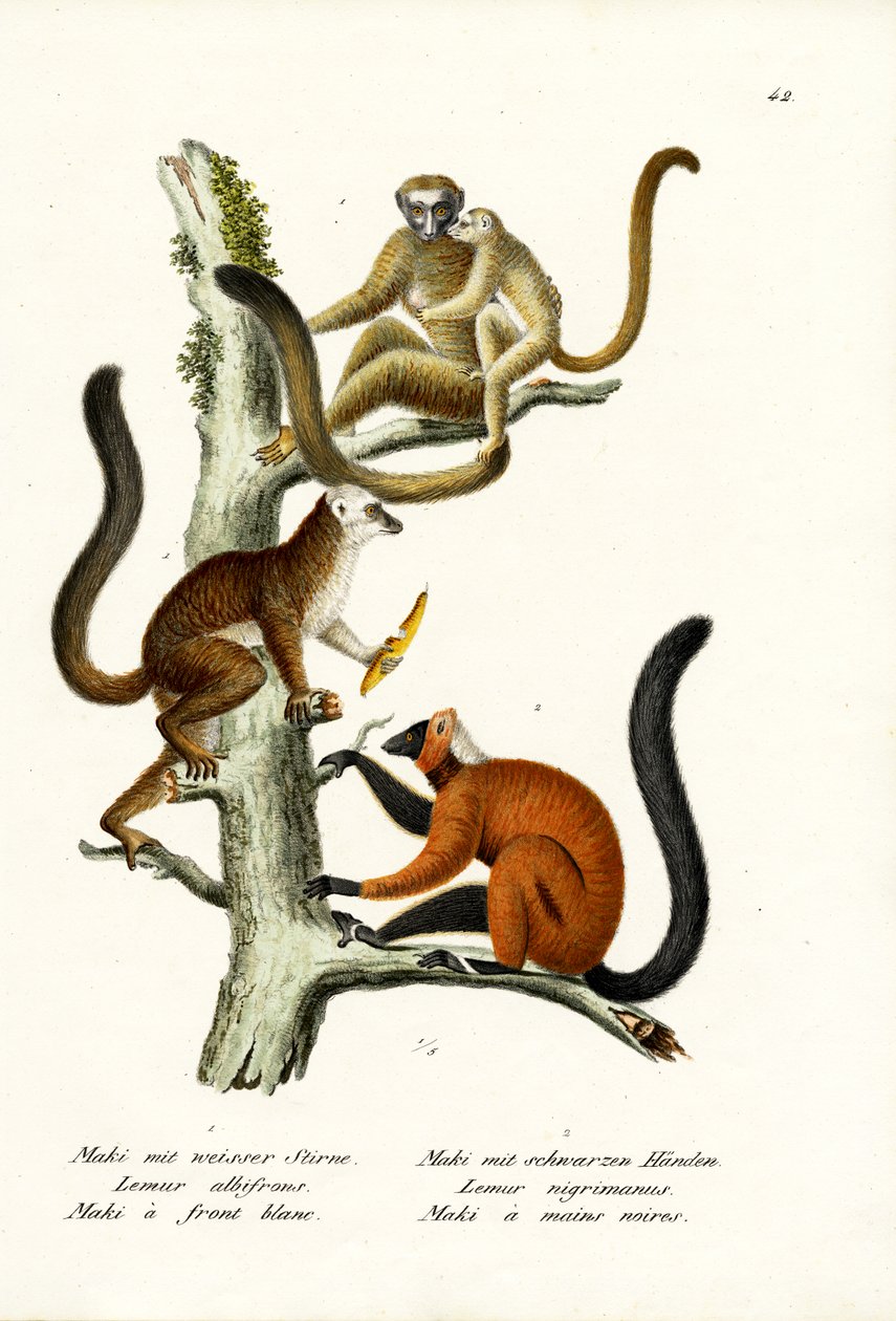 Lemur de frente blanca, 1824 de Karl Joseph Brodtmann