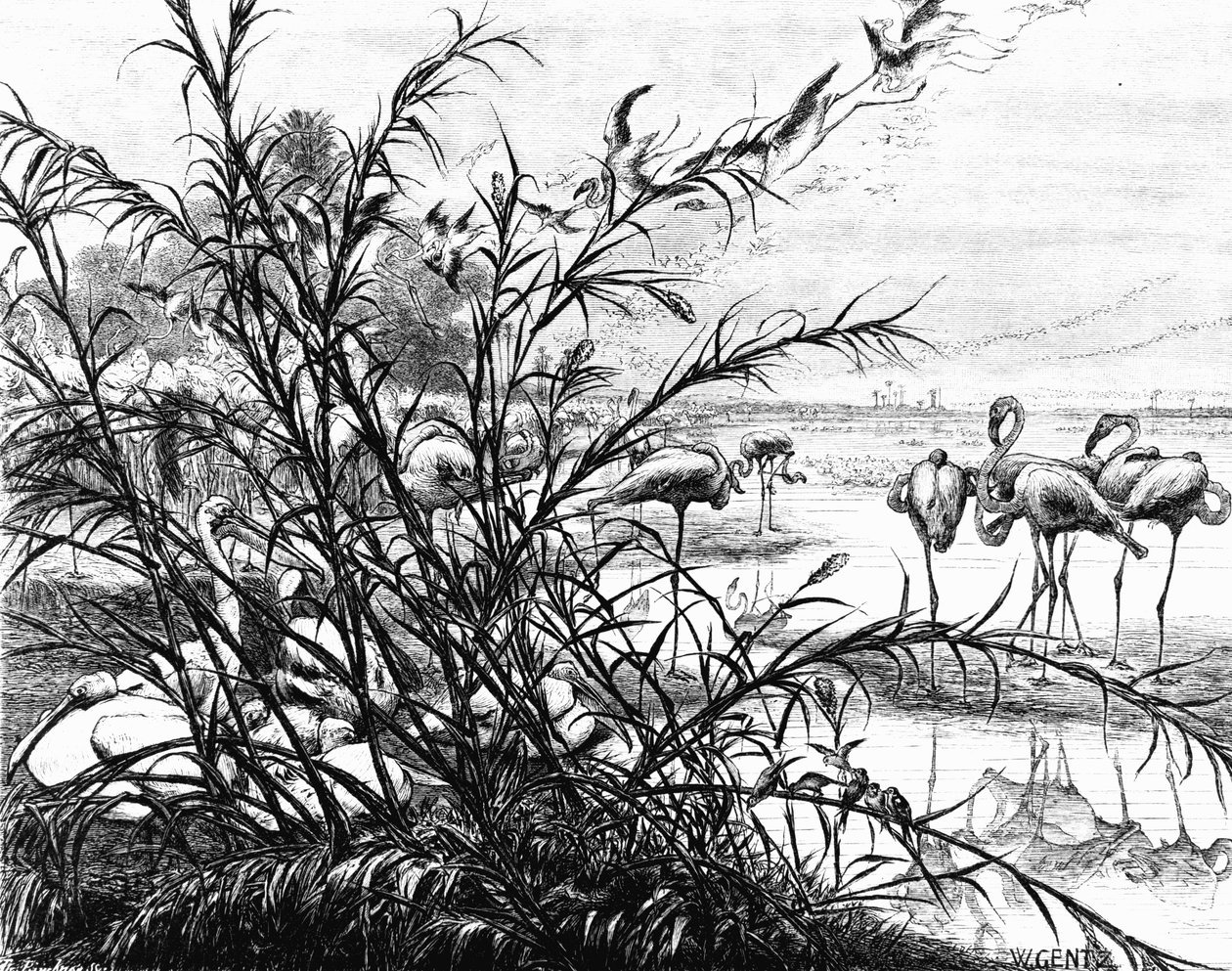 Un parlamento de aves en el lago Menaleh de Karl Wilhelm Gentz