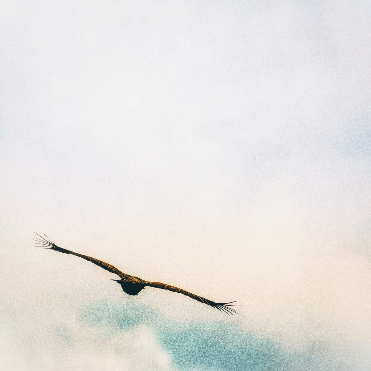 En las nubes de Katha Wood
